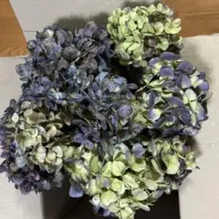 Nao様専用】アジサイドライフラワー青緑〜緑青〜薄紫系 中 茎有7