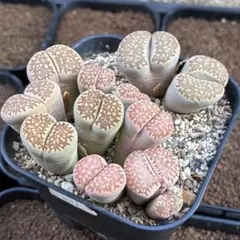 リトープス　抜き苗 抜き苗で買ったリトープス 植えました「2021年9月の花」のアルバム