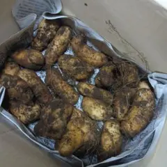 ★coco-cat様専用★　新物　やまと芋　2kg