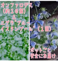 3.28撮影　オンファロデス こぶり10苗　抜き苗　らくらくメルカリ便 3.28撮影 オンファロデス こぶり10苗 抜き苗 らくらくメルカリ便