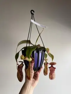 日日花様 リクエスト 2点 まとめ商品