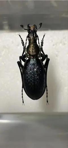 2026年最新】オサムシ 標本の人気アイテム - メルカリ