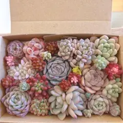 ゆうゆうメルカリ便　多肉植物　カット苗とセダム寄せ植えセット