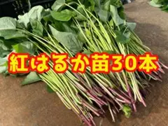 5月上旬発送 さつまいも苗 紅はるか 茨城県産 20本 - メルカリ