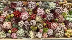 多肉植物 寄せ植えカット苗セットn