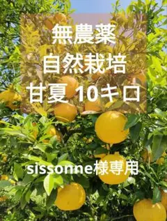 (送料無料)　無農薬栽培　無肥料　自然栽培　甘夏みかん　10kgのサムネイル