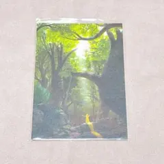 ラプンツェル　ポストカード