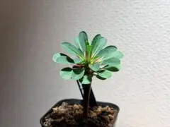 2025年最新】ギラウミニアナ種子の人気アイテム - メルカリ