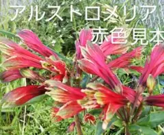 2025年最新】アルストロメリア球根の人気アイテム - メルカリ