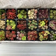 ④多肉植物　セダム　30種　カット苗　セット　寄せ植えに
