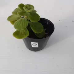 富岡義勇☆彡⚠️プロフ必読⚠️様 リクエスト 2点 まとめ商品