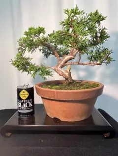 チリメンカズラ 古木 棚も沢山作れて花咲いてます。 - メルカリ