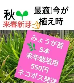 みょうが苗【来年栽培用 】 太根大小5本 秋の今が植え時！！ ネコポス即日発送