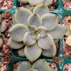 Mariri様専用速達つき　オリジナル実生苗　クリスマスキャロル×雪蜂