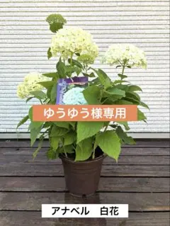 ゆうゆう様 リクエスト 4点 まとめ商品