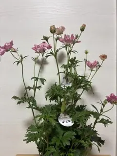 2026年最新】ラナンキュラス イーシスの人気アイテム - メルカリ