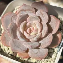 2026年最新】シャビアナ ペレグリナの人気アイテム - メルカリ