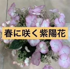 紫陽花ピンク系⭐️4種⭐️フロリア⭐️星の桜⭐️ひな祭り⭐️コスモ