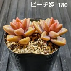 ピーチ姫 2株 180 グラプトペタルム 多肉植物 抜き苗