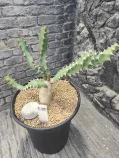 ユーフォルビア　エリガベンシス　実生　パキポディウムサボテンアガベ Euphorbia erigavensis (ユーフォルビア・エリガベンシス) ソマリア産