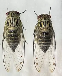 ゆうしん様 リクエスト 2点 まとめ商品