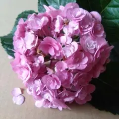 紫陽花　絞り咲き　ラブリーデイ　花なし　特大　来年用 紫陽花 絞り咲き ラブリーデイ 花なし 特大 来年用 - メルカリ