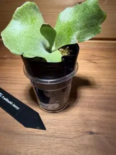 j*様 P. willinckii 'Jenny' TC - メルカリ