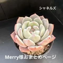 Merry様 リクエスト 3点 まとめ商品