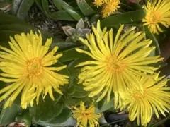 多肉植物グロッチフィルム　フレグランス