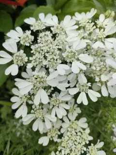 オルレア種