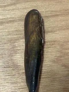 ホコササノハ　10.5cm 貝殻