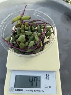 多肉植物、ルビーネックレス　カット苗、