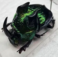 昆虫標本 巨大種　オウサマナンバンダイコクコガネ 大型ペア65×61 昆虫標本 巨大種 オウサマナンバンダイコクコガネ 大型ペア65×61