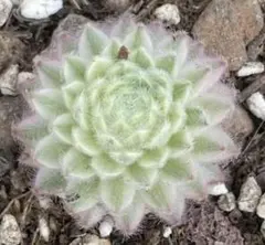 新入荷 レア新品種 センペルビウム錦 2cm前後 多肉植物 I苗 残りわずか