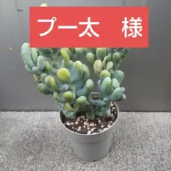 プー太　様専用ページ