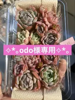 odo様 リクエスト 3点 まとめ商品