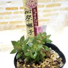 Harf-yu様 リクエスト 2点 まとめ商品