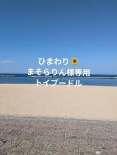 まそらりん様専用　トイプードル4輪　グル活セット