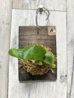 plants.b様専用 板付けビカクシダ専用 ドリップ式給水器 改良版3個