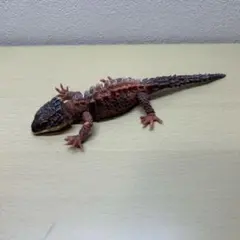 モトイカブトトカゲ　ライトブラウン