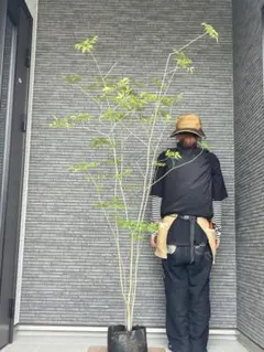 山採り天然 アオダモ 斑紋ツリバナ混合株1 - メルカリ
