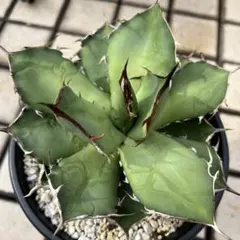 ペルシアンドワーフ イラン株　大株 アガベ チタノタ ペルシアンドワーフ イラン産 大株 - 観葉植物・生花