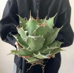 2025年最新】イラン アガベの人気アイテム - メルカリ