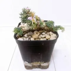 【サマーセール】モンソニア　ムルチフィダ モンソニア ムルチフィダ | GREEN LUCK