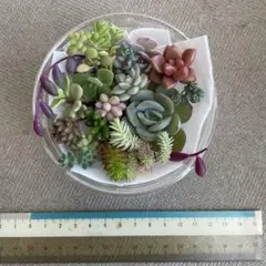 多肉植物 詰め合わせ18種②モーニングデュー ライラックミスト 花団錦 セダム