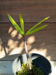 2026年最新】シュロチクの人気アイテム - メルカリ