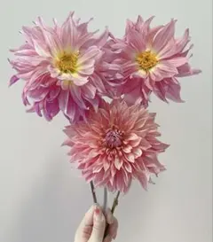 超希少種 ロイヤルカフェオレ ダリア球根 - メルカリ