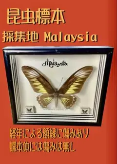 チトヌストリバネアゲハ♂標本ティミカ産大型美麗個体 139mm 迫力 チトヌストリバネアゲハ♂標本ティミカ産大型美麗個体 139mm