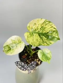 2026年最新】サイアムミント モンステラの人気アイテム - メルカリ