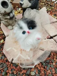 美人ちゃん♡折れ耳スコティッシュフォールド子猫♡アートドール♡ぬいぐるみ♡ 美人ちゃん♡折れ耳スコティッシュフォールド子猫♡アートドール